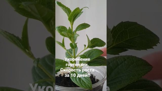 Укоренение гортензии. смотреть онлайн