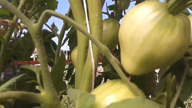 Домат сорт "Пудовик" смотреть онлайн