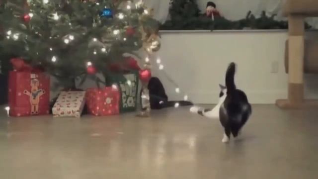 СМЕШНЫЕ КОТЫ И НОВОГОДНИЕ ЁЛКИ! Смешные Коты и Кошки смотреть онлайн