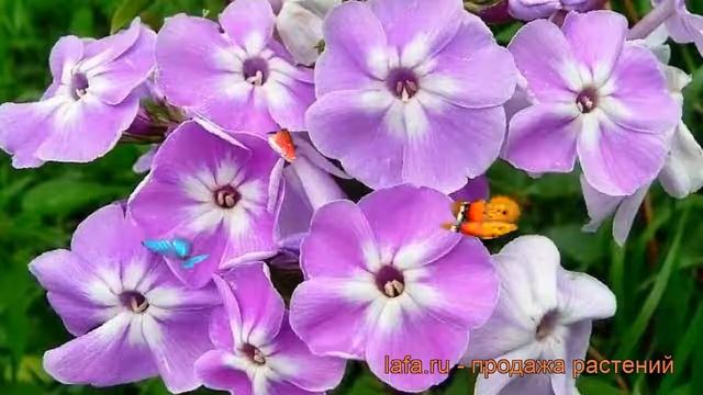 Флокс метельчатый Катерина (phlox paniculata) ? Катерина обзор: как сажать, рассада флокса Катерина смотреть онлайн