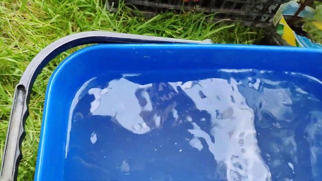 Полив и подкормка вегетирующих зелёных саженцев винограда Как поливать виноград Сельская жизнь