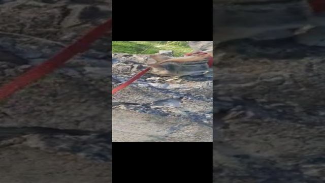 кошечка моя гуляет по лесу под присмотром