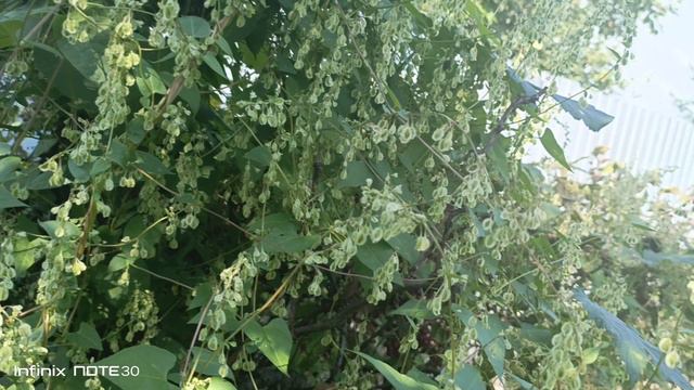 Наш сад, Красивая клумба, Летние качели, Яблоня. Как Вам? смотреть онлайн