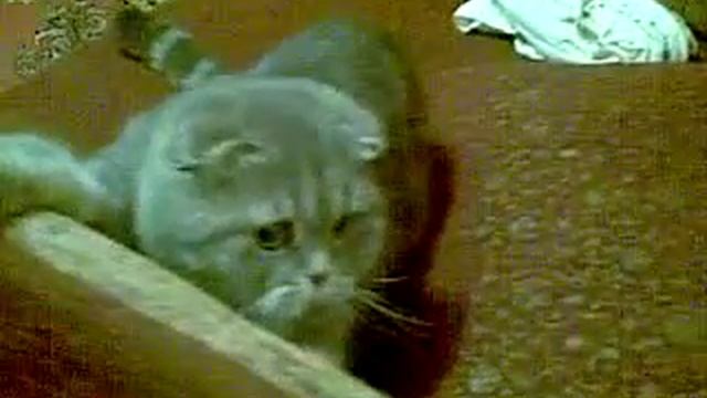 Кто дразнит котэ, тот покойник смотреть онлайн