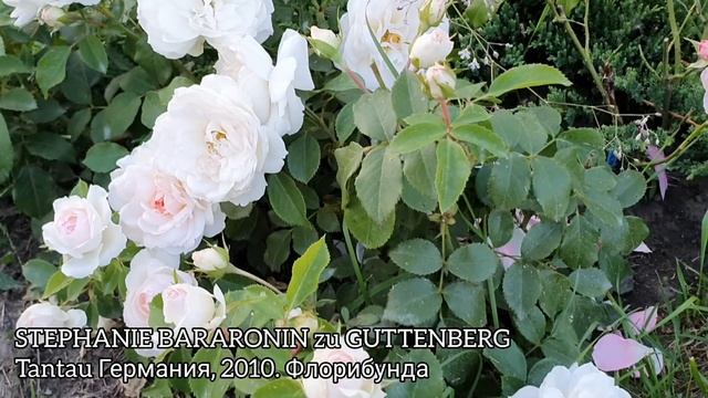 Самые лучшие сорта моих роз!!! смотреть онлайн