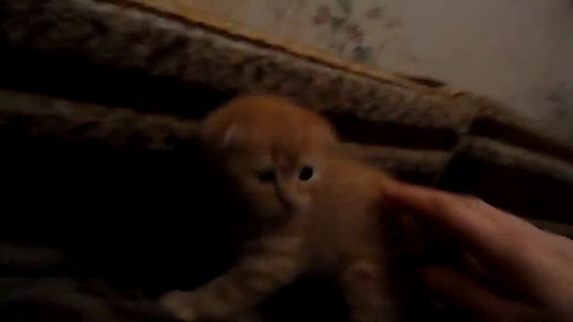 Шотландский вислоухий котёнок 1 мес. смотреть онлайн