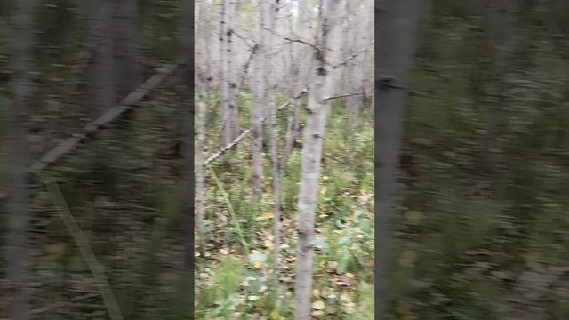 В лес за грибами #влесу #грибы #собираемгрибы #погрибы #алтай смотреть онлайн