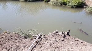 ?Ловим Сазана на Кукурузу?Рыбалка в Дагестане Catching Carp