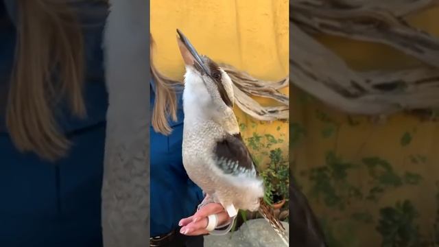 Смеющаяся Кукабарра. Dacelo novaeguineae. Звук на полную смотреть онлайн