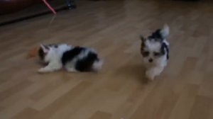 Бивер йорк щенки продажа