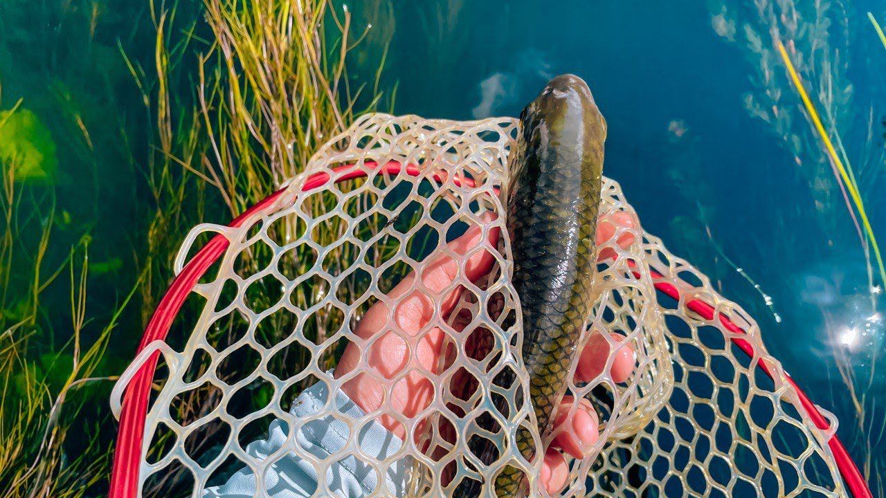 КРУПНЫЙ ЖЕРЕХ вдарил ПОППЕР / БАБОЧКА СРАБОТАЛА по ГОЛАВЛЮ / КАМБЭК В ЛЕТО №1 смотреть онлайн