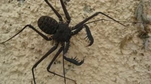 ФРИНЫ - Жгутоногие пауки