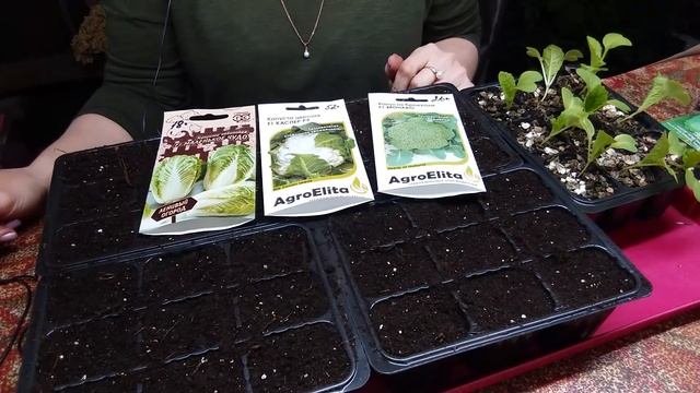 Апрель 2022 серия №1. Вытянулась капуста. Каллы в кашпо. Полив рассады томатов........ смотреть онлайн