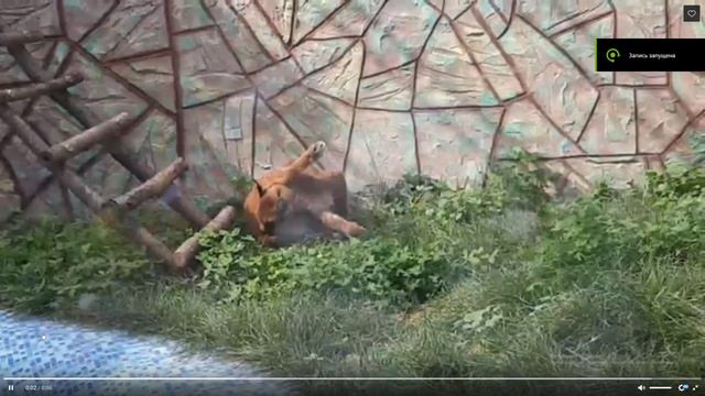 Шлёпа моет пельмешки смотреть онлайн