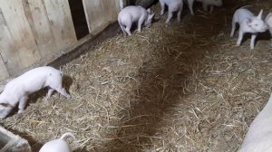 ЧЕМ КОРМИТЬ МАЛЕНЬКИХ ПОРОСЯТ. СУХИМ КОРМОМ ИЛИ МОКРЫМ.