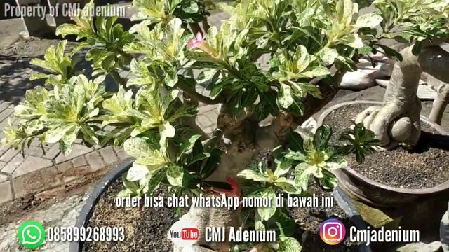 adenium variegata super jumbo by cmj adenium смотреть онлайн