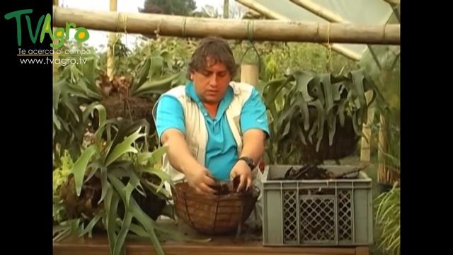 Cultivo y cuidado de los Cuernos o Helechos - TvAgro por Juan Gonzalo Angel смотреть онлайн