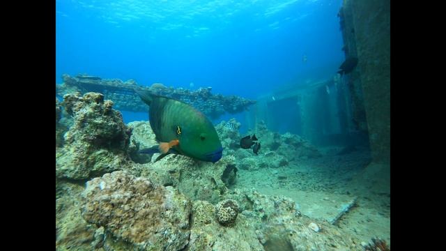 метлохвостый губан или хейлин. эйлат дайвинг январь 2021 смотреть онлайн