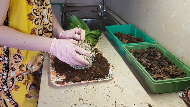 Дендробиум нобиле, пересадка и немного об уходе. смотреть онлайн