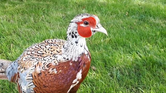 Как выглядит фазан?