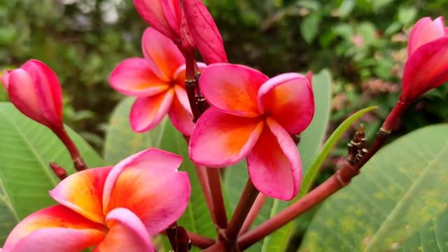 മഞ്ഞ ഗന്ധരാജൻ💛 || Gardenia Flowers in Malayalam смотреть онлайн