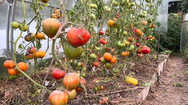 Урожай экзотических томатов в Подмосковье смотреть онлайн