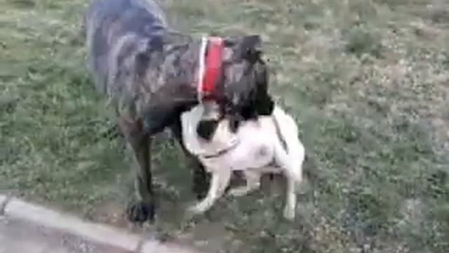 bullmastiff fustiga pug смотреть онлайн