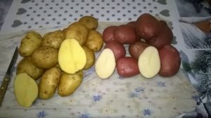 Картофель Королева Анна Описание Сорта Отзывы