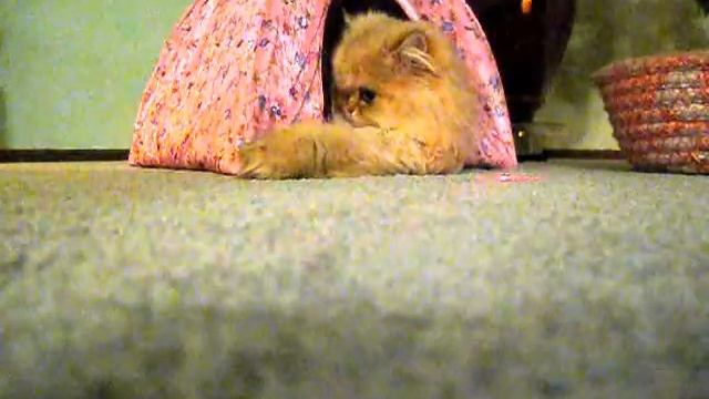 12 03 21 Sahara in the tent playing with the laser toy смотреть онлайн