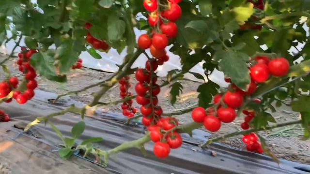 Черри-томат Порпора от Esasem. Первоклассный урожай 2021. смотреть онлайн