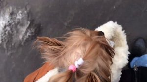 VLOG:СДЕЛАЛИ УЗИ,СКОЛЬКО ЩЕНКОВ?БЕРЕМЕННОСТЬ ЙОРКШИРСКИЙ ТЕРЬЕР