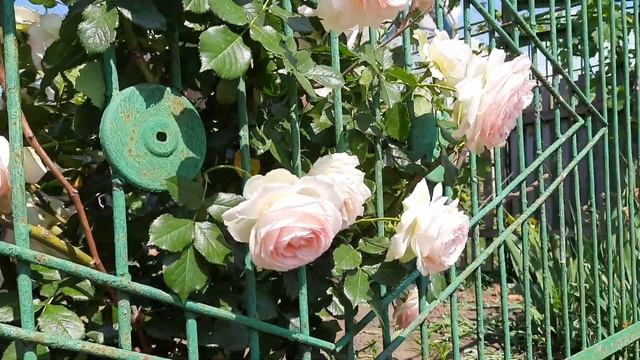 ВОСХИТИТЕЛЬННАЯ роза Эден Розе 85 с шармом старинных роз / Meilland rose Eden Rose 85 / ROZI MIRA смотреть онлайн