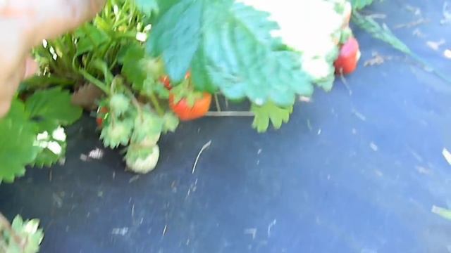 КЛУБНИКА сорт "Фестивальная" // STRAWBERRY grade "Festival" смотреть онлайн