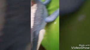 Обзор игрушки мир юрского периода 2 мозазавр