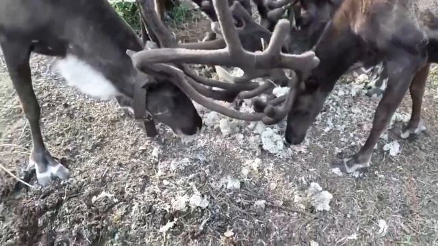 Олени смотреть онлайн