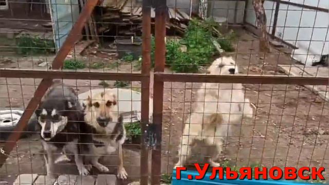 Леди Маша ищет дом 🐶🎀 смотреть онлайн