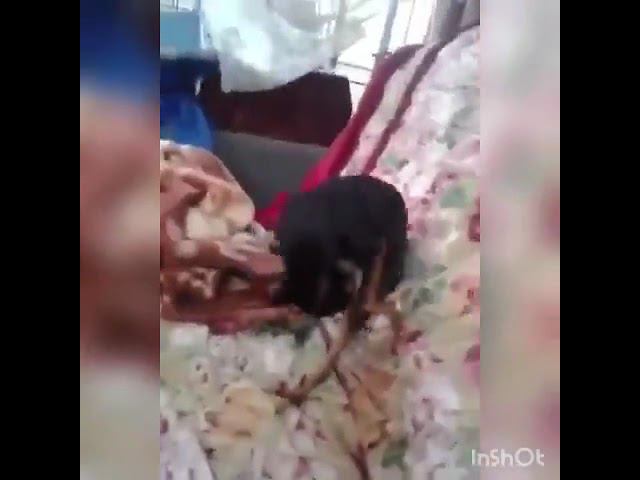 настоящий hohol смотреть онлайн