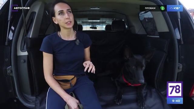 Правила перевозки собак в автомобиле смотреть онлайн