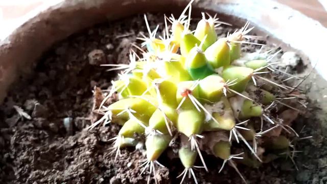 Golden Barrel Cactus Root Riot information Multi purpose channel смотреть онлайн