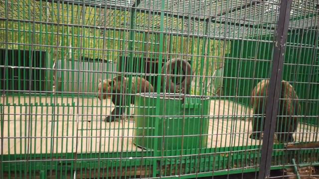 Мишки в зоопарке Парус смотреть онлайн