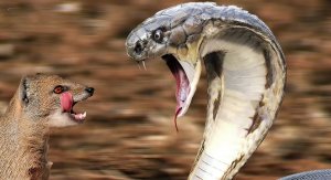 Кобра против Мангуста! Кобра заступился за белку!