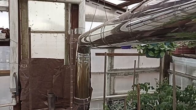 Сибирь. СРОЧНО утепляем свои растения! Грядут большие заморозки! смотреть онлайн