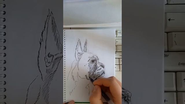 Что это за порода собаки? смотреть онлайн