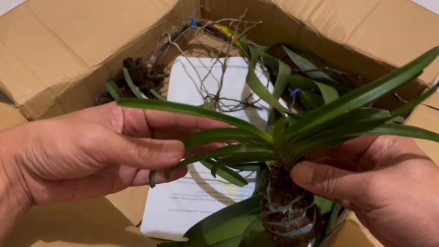 IT'S REALLY HAPPENING! VANDA ORCHIDS WISHLIST AY UNTI UNTING NATUTUPAD ! Mikel Awitan смотреть онлайн