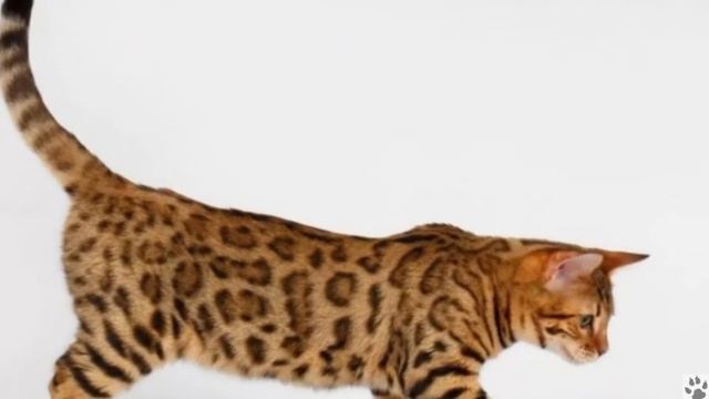 Алфавит в 4 лапы/К: Калифорнийская Сияющая кошка/История породы/ характер/отличительные черты/ смотреть онлайн