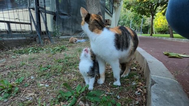 Kitten asking milk from her mommy смотреть онлайн