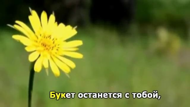 Терентiй Травнiкъ Я подарю тебе букет стихов смотреть онлайн
