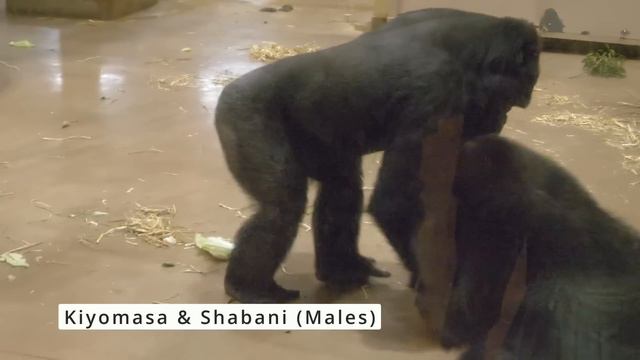 Silverback Gorilla Caring For His Teenage Son | The Shabani Group смотреть онлайн