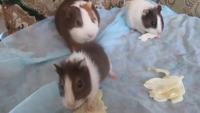 Морские свинки поедают капусту, реакция на звуки смотреть онлайн