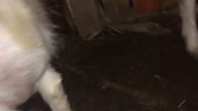 Эко-Агро Козы смотреть онлайн